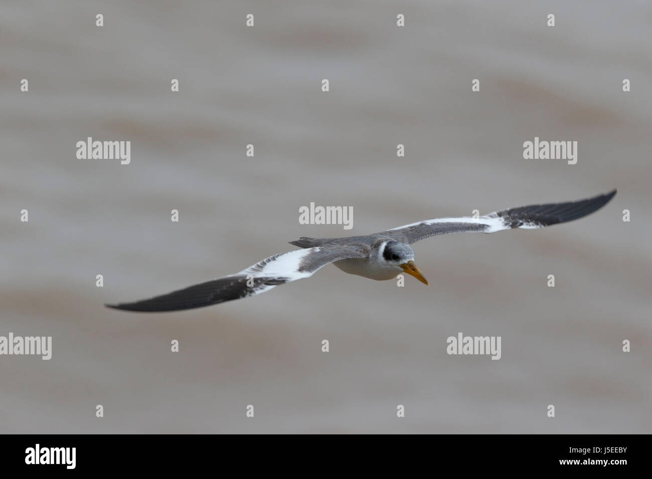große-billed Tern (Phaetusa Simplex) Erwachsenen fliegen über Fluss Amazonas, Manaus, Brasilien Stockfoto