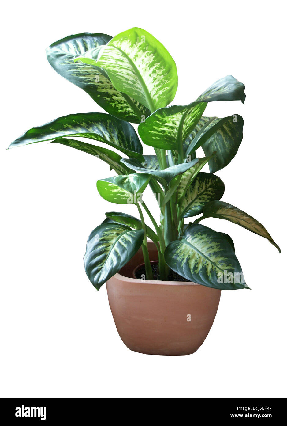 Green poison Blumentopf Topf Zimmerpflanze giftig giftig auseinander extra  isoliert Stockfotografie - Alamy