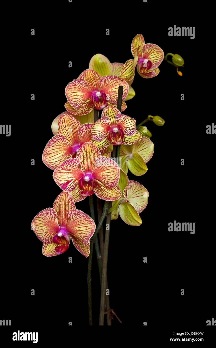 Orchidee - phaleonopsis Stockfoto