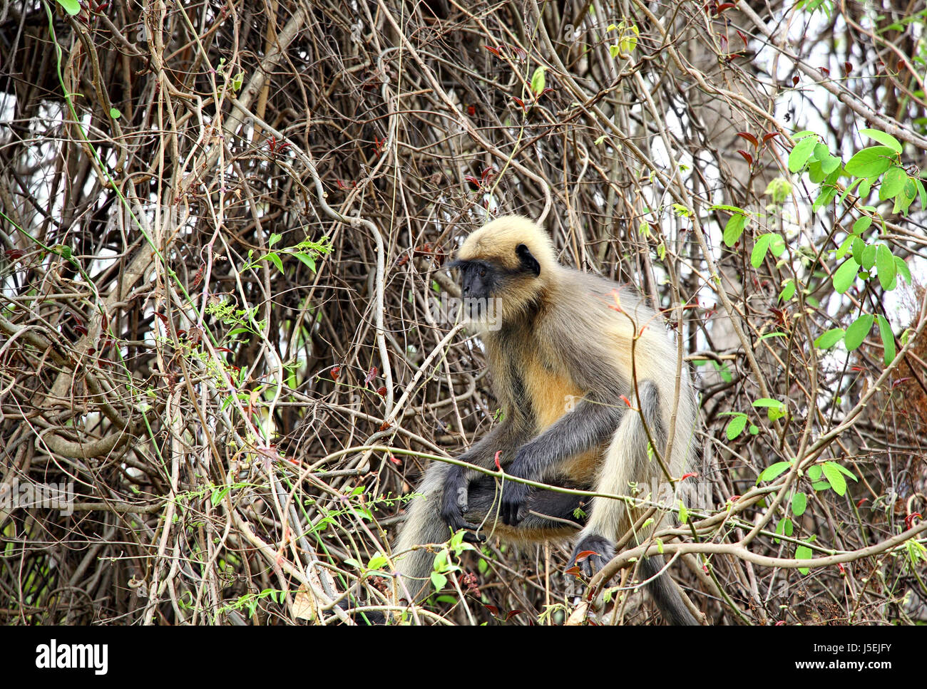Gemeinsamen grauen Languren Affen Essen von einem wilden Beere Baum im Wald in Goa, Indien. Gehört zur Semnopithecus Entellus Arten Stockfoto