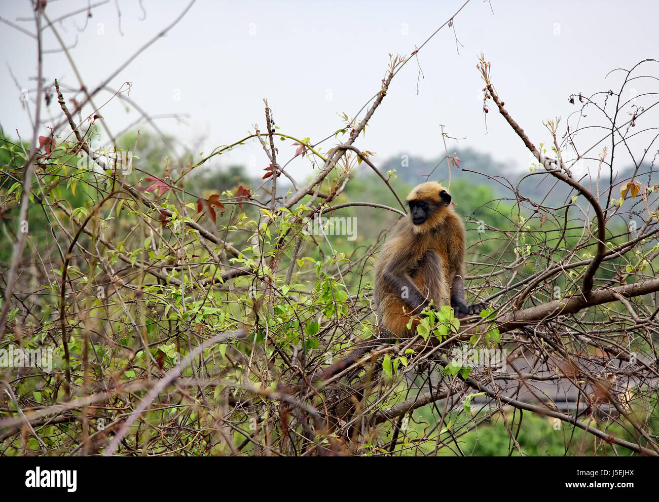 Indische Languren graue Affe sitzt auf einem Baum wilde Beeren im Wald in Goa, Indien. Auch bekannt als Hanuman-Languren und ...dem, Semnopithecus Entellus. Stockfoto