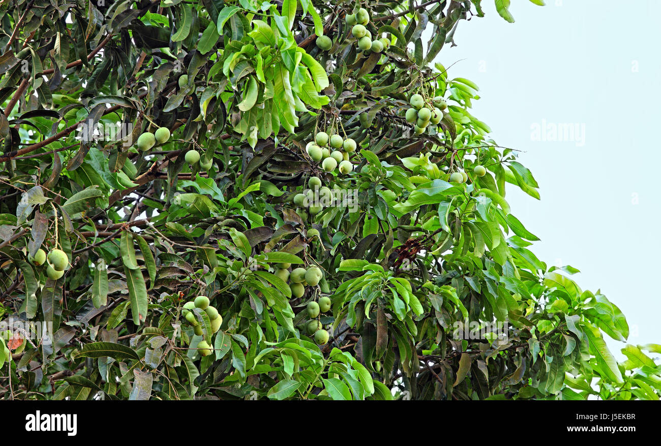 Trauben von unreifen indische Mango Früchte im Baum wachsen. April, Mai und Juni sind die großen Mango-Saison. Stockfoto