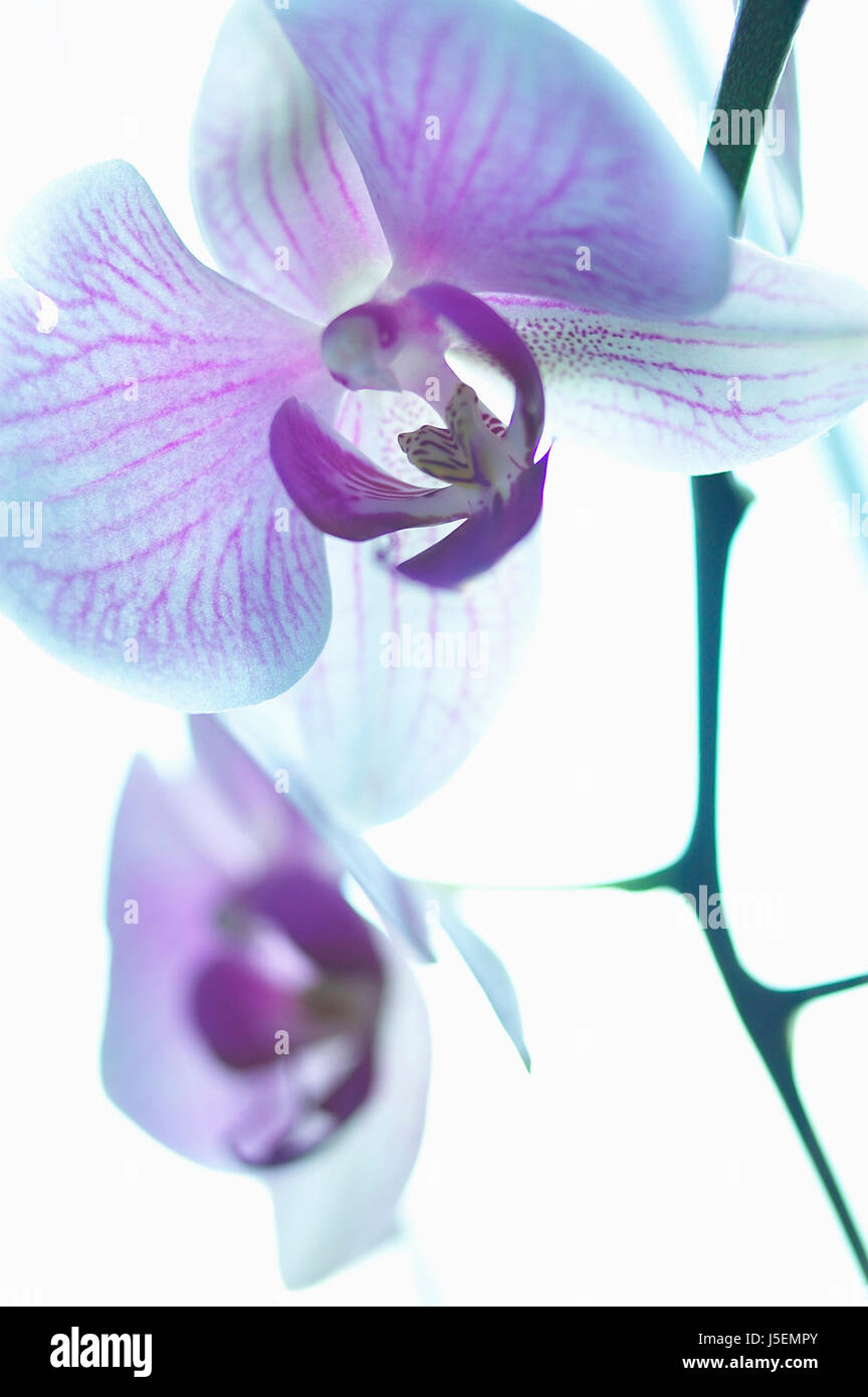 Orchidee, Motte Orchidee, Phalaenopsis, Mauve Thema, weißen Hintergrund. Stockfoto
