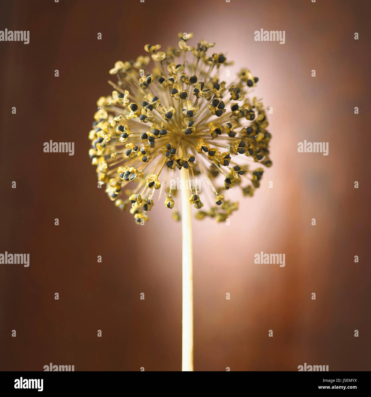Allium, Studio Schuss von Seedhead. Stockfoto