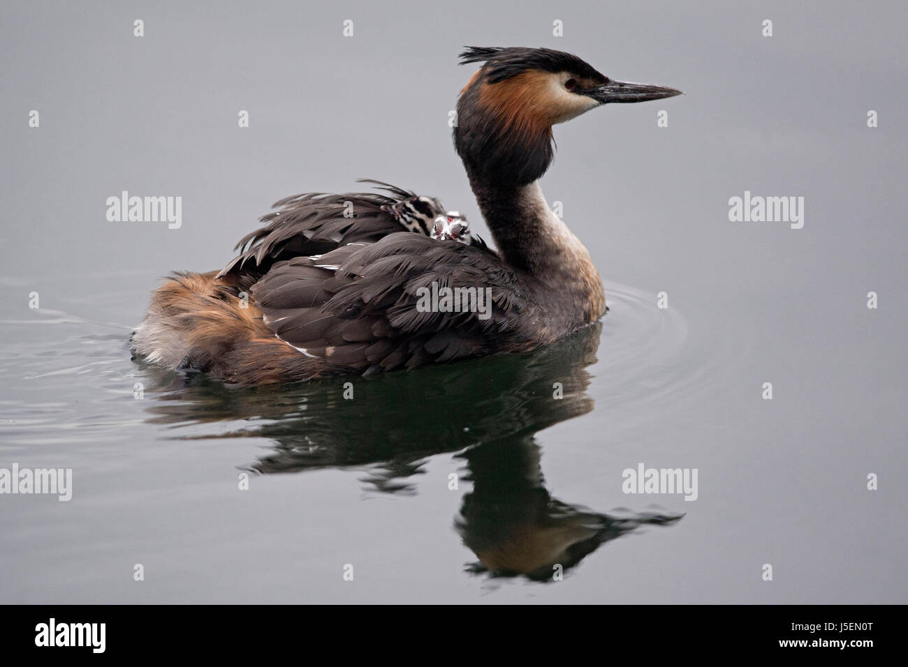 Ein Haubentaucher Krankenschwestern zwei junge auf dem Rücken in Blackwall Basin, London. Stockfoto