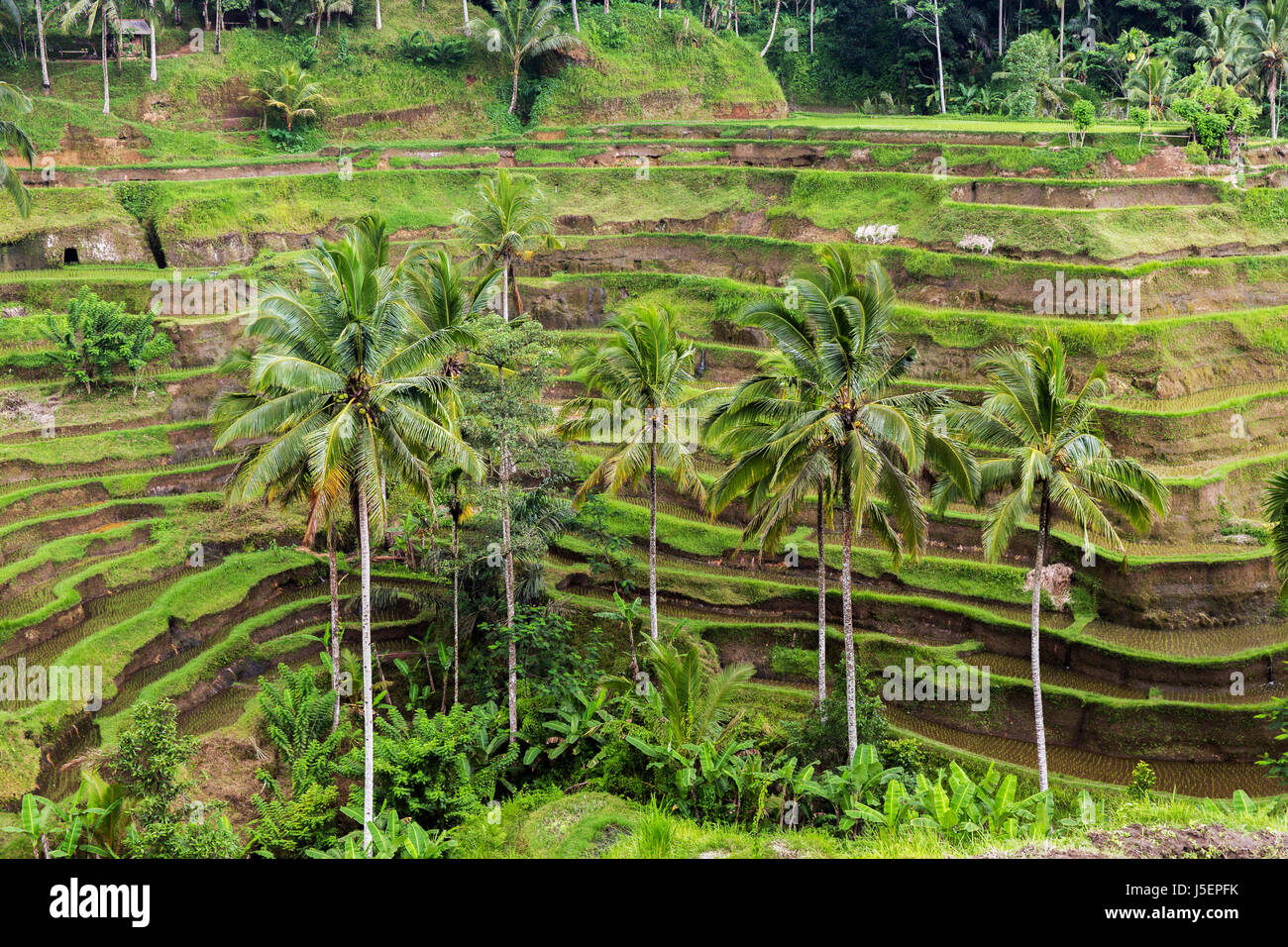 Reis-Plantage Terrasse auf Sri Lanka Stockfoto