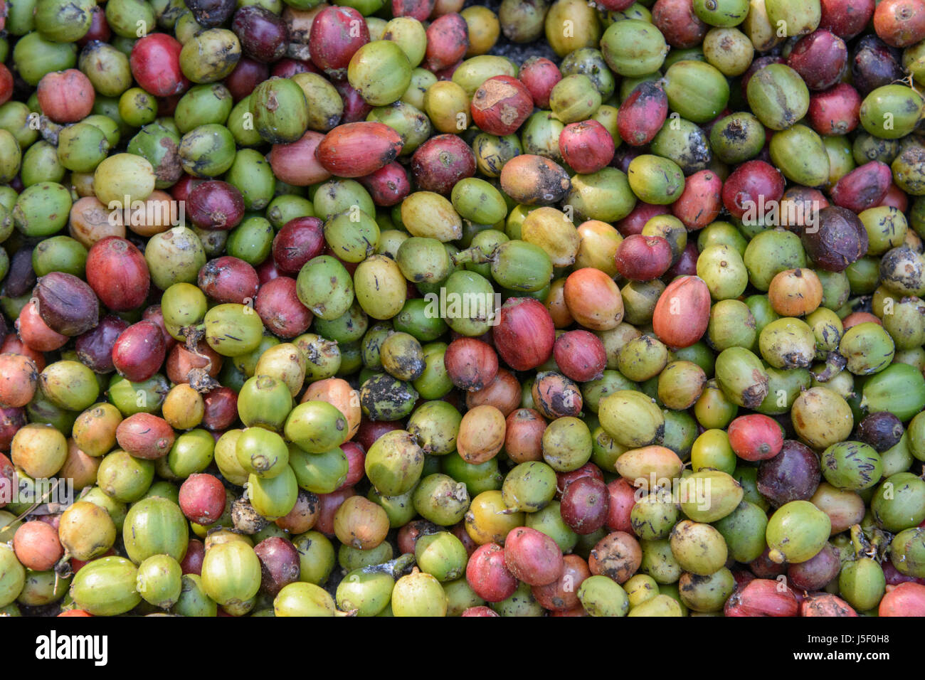 Rohe Kaffeebohnen trocknen in der Sonne, Kerala, Süd-Indien, Südasien Stockfoto