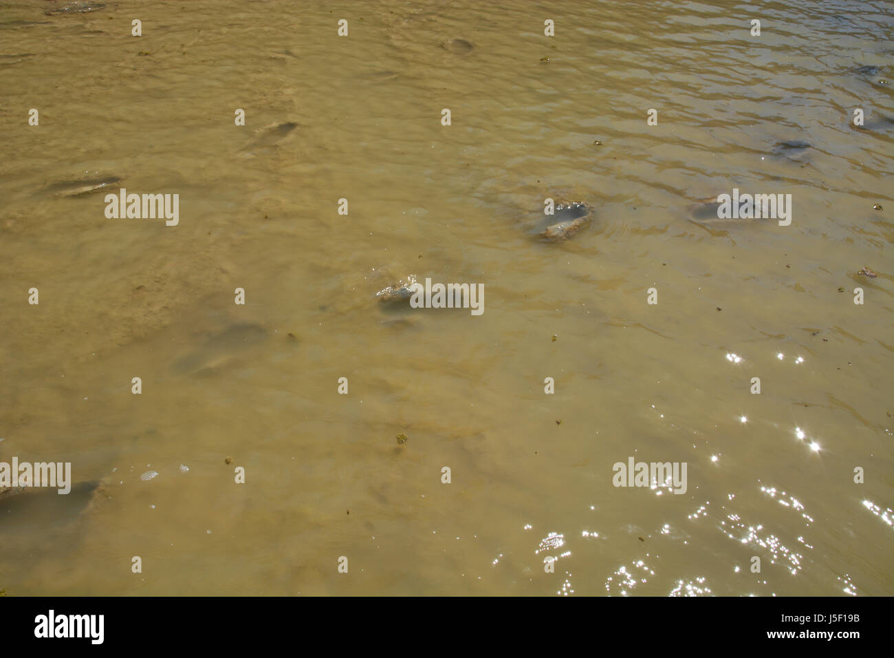 Mit niedrigem Wasserstand Fußabdrücke in den schlammigen Gewässersohle des Rio Grande bei Santa Elena Canyon im Big Bend National Park zu sehen Stockfoto