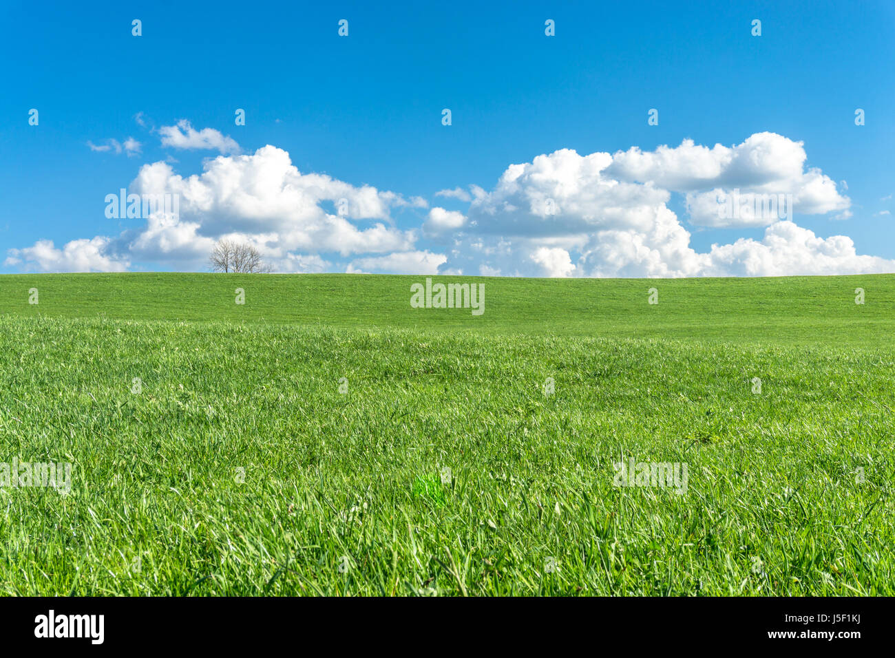 Grüne Rasenfläche, blauer Himmel, weiße Wolken und ein Baum. Stockfoto