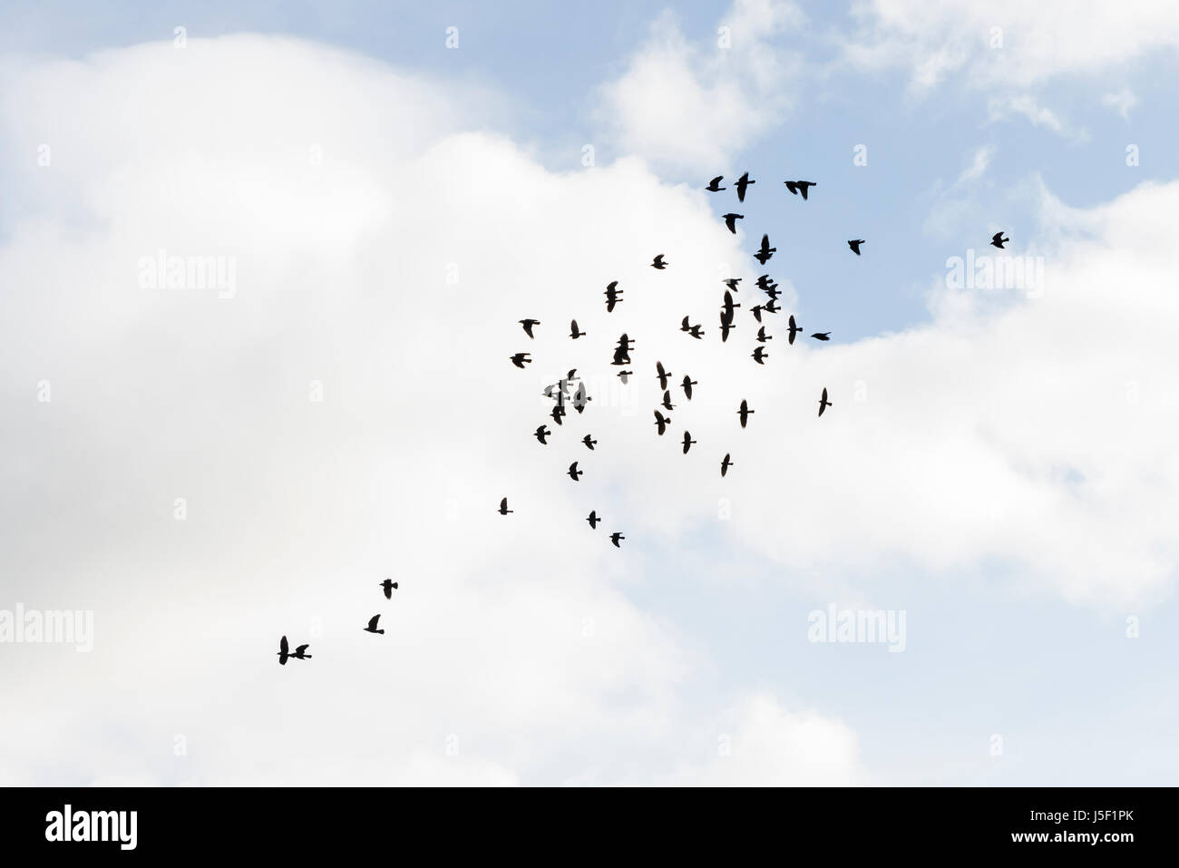 Ein Parlament der Saatkrähen (Corvus Frugilegus) im Flug Stockfoto