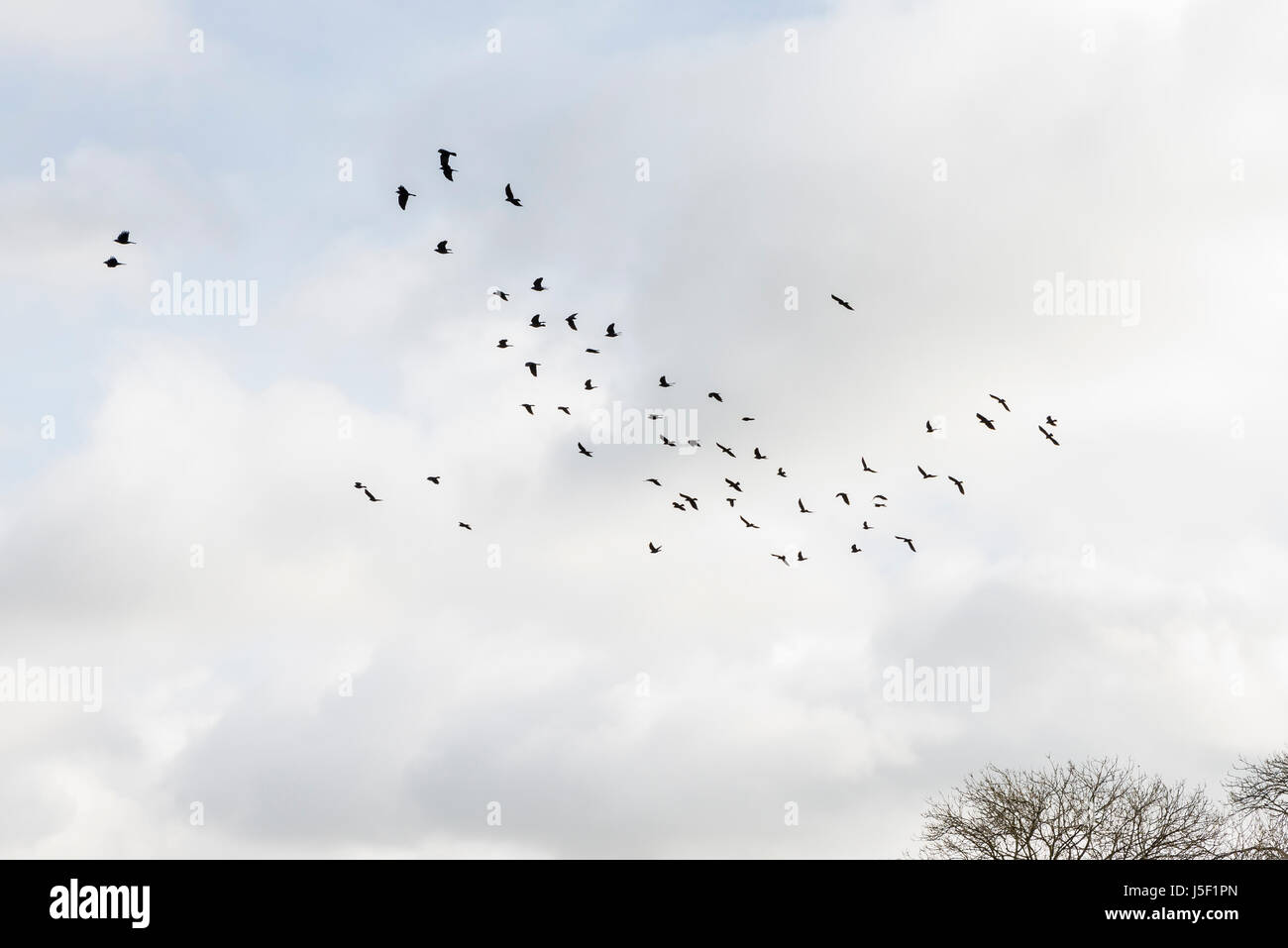 Ein Parlament der Saatkrähen (Corvus Frugilegus) im Flug Stockfoto