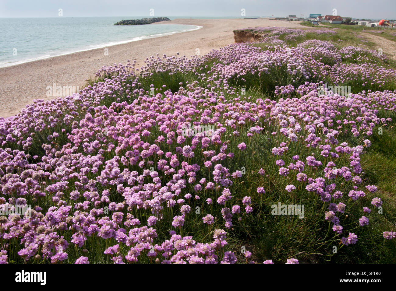 Sparsamkeit aka Sea Pink (Armeria Maritima) wächst auf Selsey Strand, West Sussex, England Stockfoto