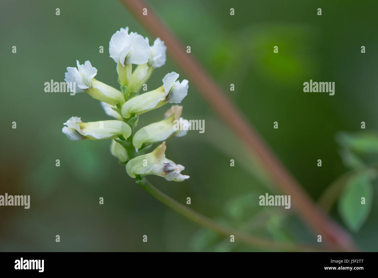 Klettern Sie Corydalis (Ceratocapnos Claviculata) Blütenstand. Weiße Blumen-Werks in der Mohn-Familie (Schlafmittel), wächst in britischen Wald Stockfoto