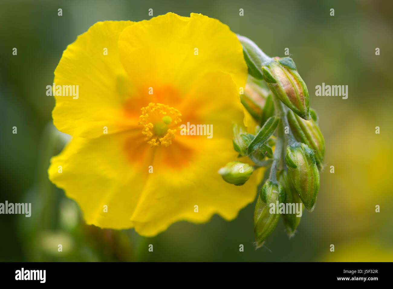 Rock rose (Helianthemum "Ben Fhada") Blumen und Knospen. Helle, gelbe Primel Blüte mit orange winterharte Strauch in der Familie Cistaceae Stockfoto
