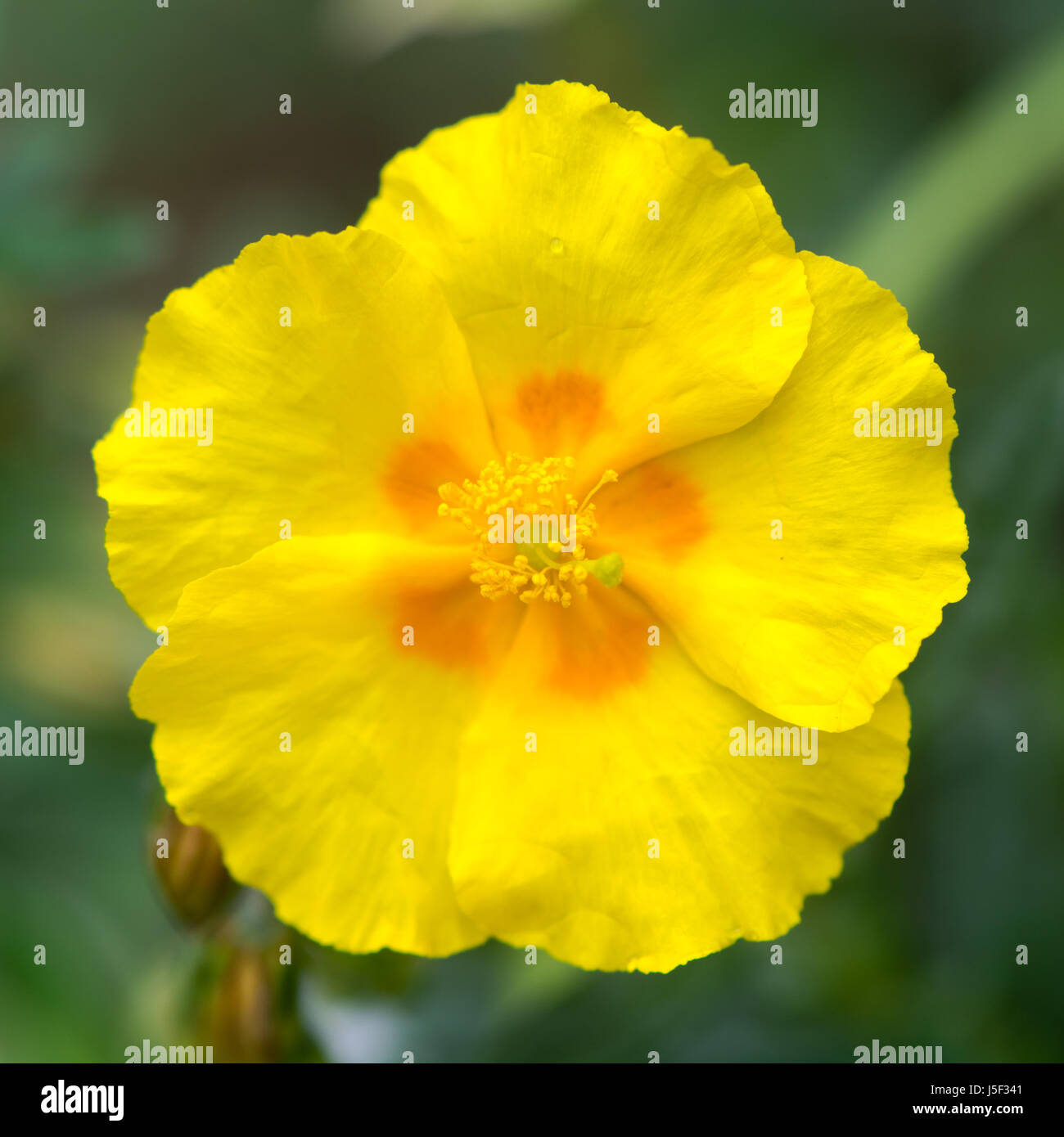 Rock Rose (Helianthemum "Ben Fhada") Blume. Helle, gelbe Primel Blüte mit orange winterharte Strauch in der Familie Cistaceae Stockfoto