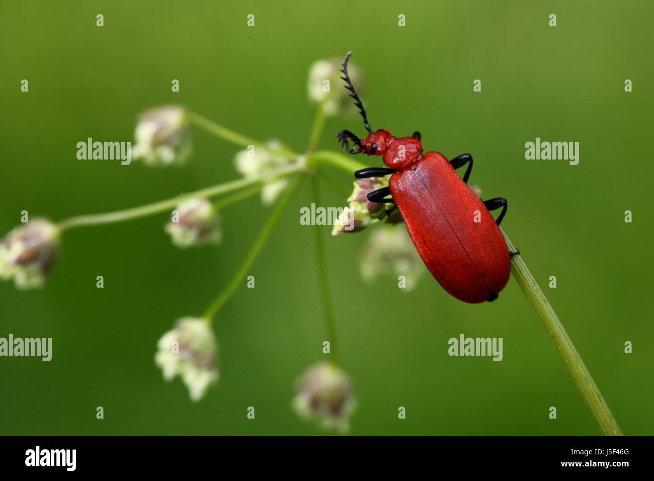 Kardinal-Käfer Stockfoto