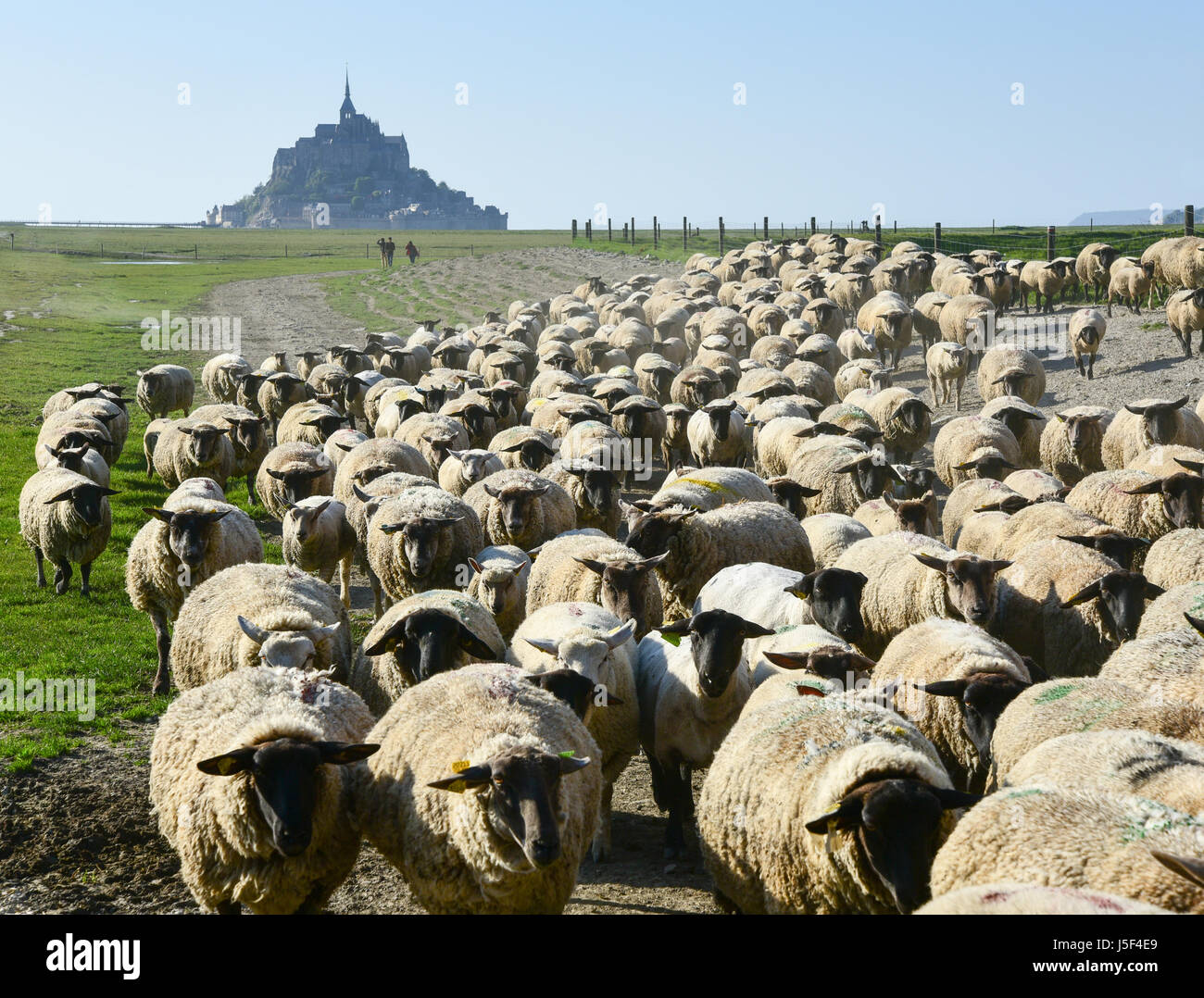 Schafe werden von den Salzwiesen mit Mont-Saint-Michel im Hintergrund getrieben Stockfoto