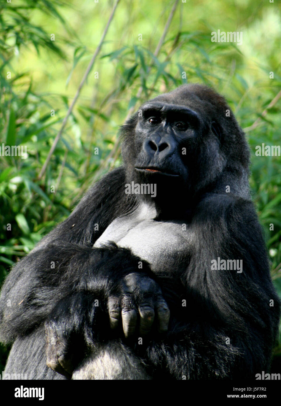 Afrika Affe Säugetieren Affen Gorilla Menschenaffen Pflanzenfresser Regenwald Regenwald Stockfoto