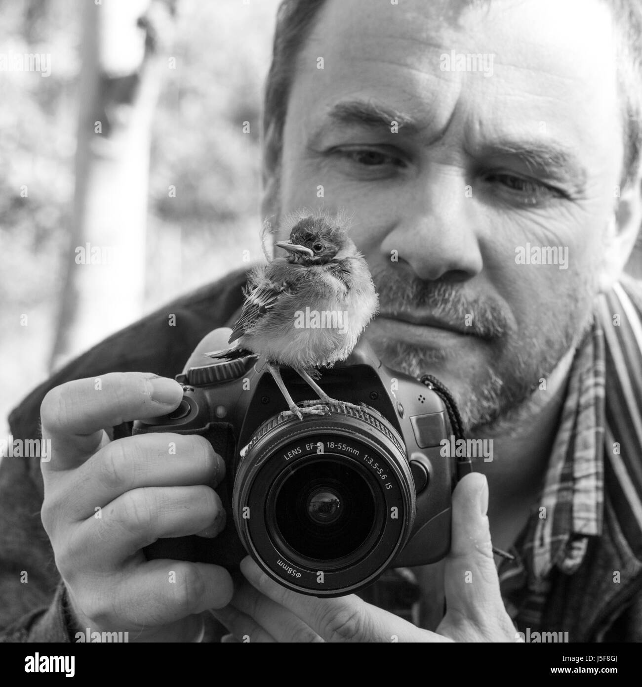 Ein Fotograf mit einer jungen Songbird auf seiner Kamera Stockfoto