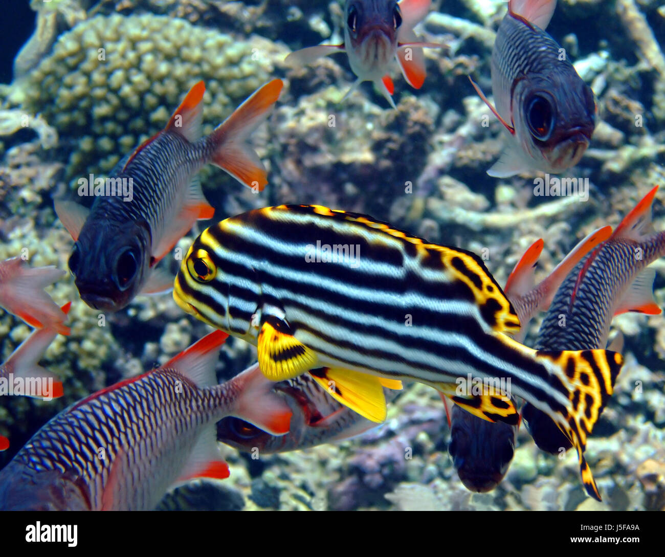 Süßlippen und Soldatenfische Stockfoto