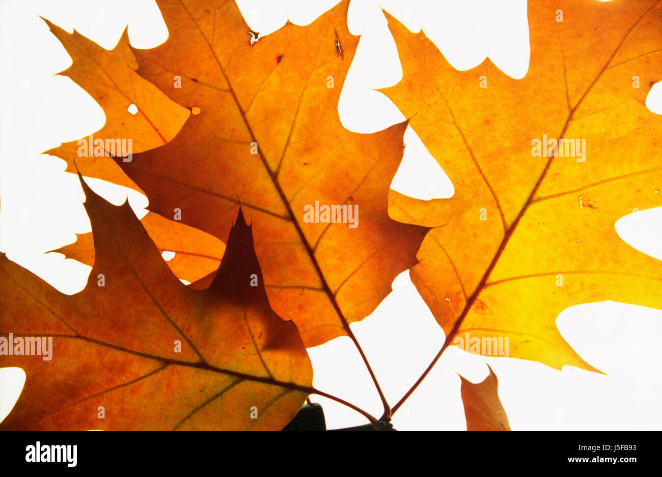 Eiche, Eichenlaub Pin, Quercus Palustris, Studioaufnahme von hinterleuchteten. Stockfoto