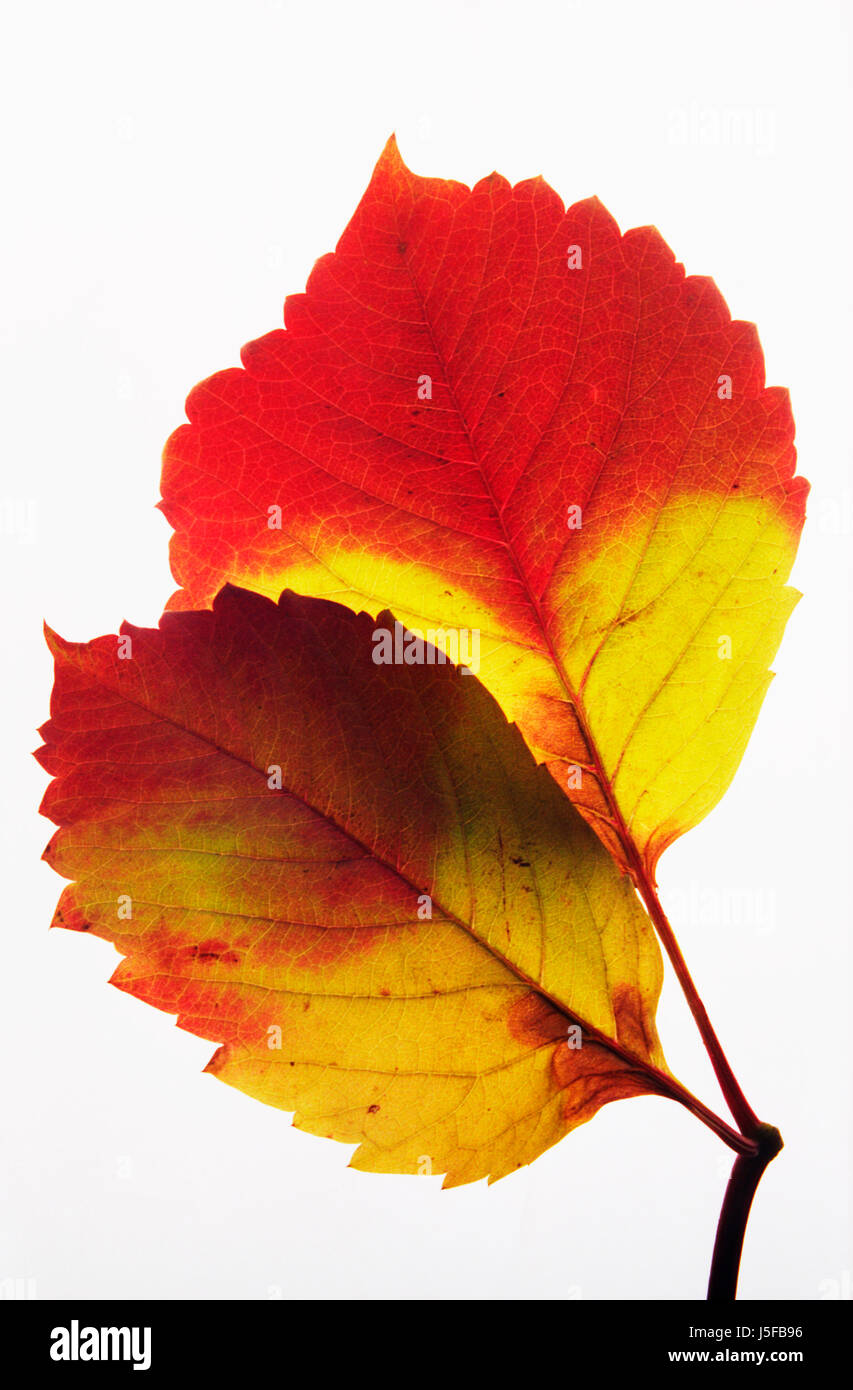 Wildem Wein, Parthenocissus Quinquefolia, Studioaufnahme der Hintergrundbeleuchtung Blätter. Stockfoto