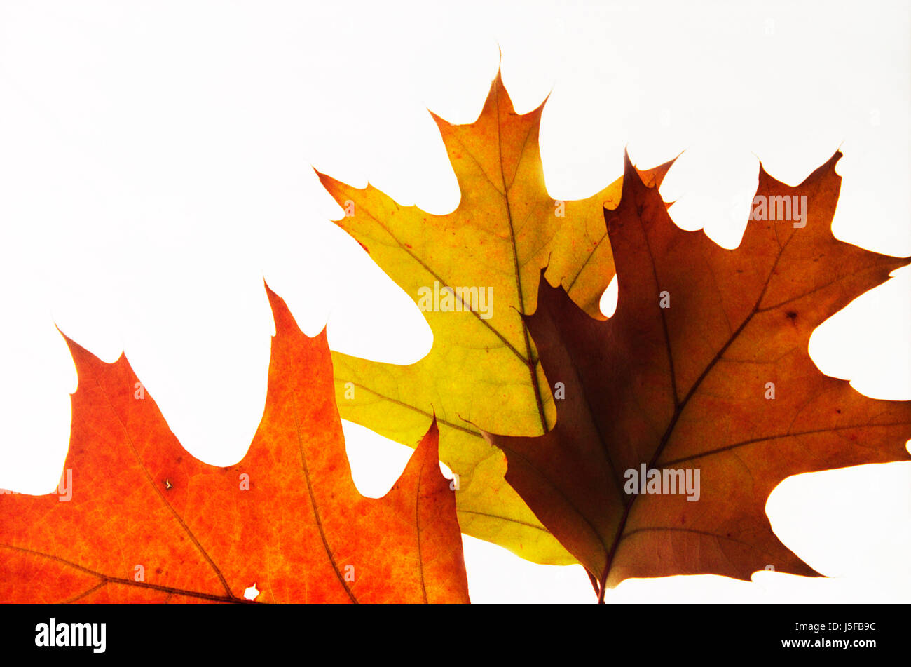 Eiche, Eichenlaub Pin, Quercus Palustris, Studioaufnahme von hinterleuchteten. Stockfoto