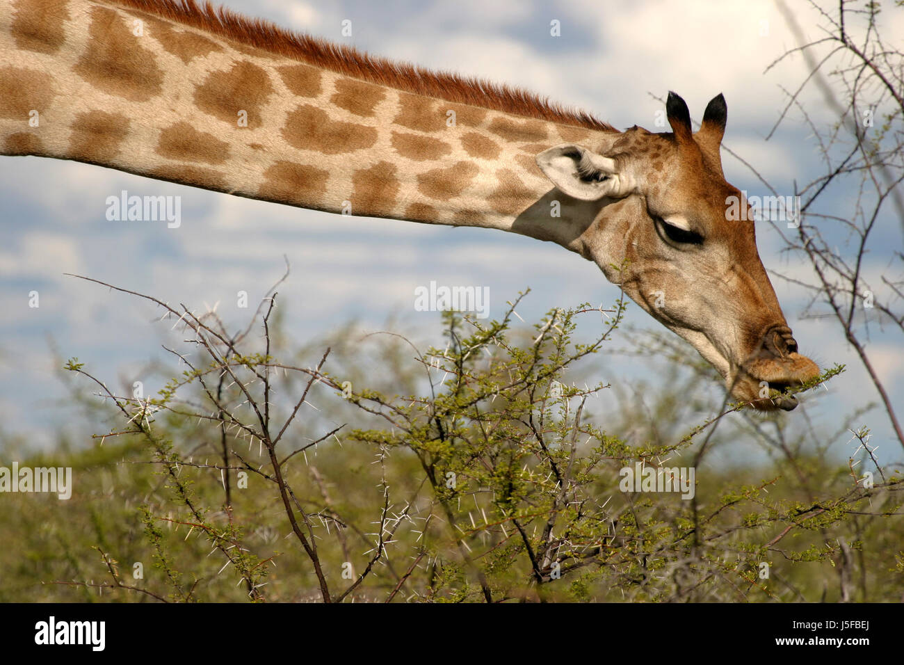 wildes Afrika Namibia horn Auge Organ Haut Freiheit Freiheit Abenteuer Wildlife Stockfoto