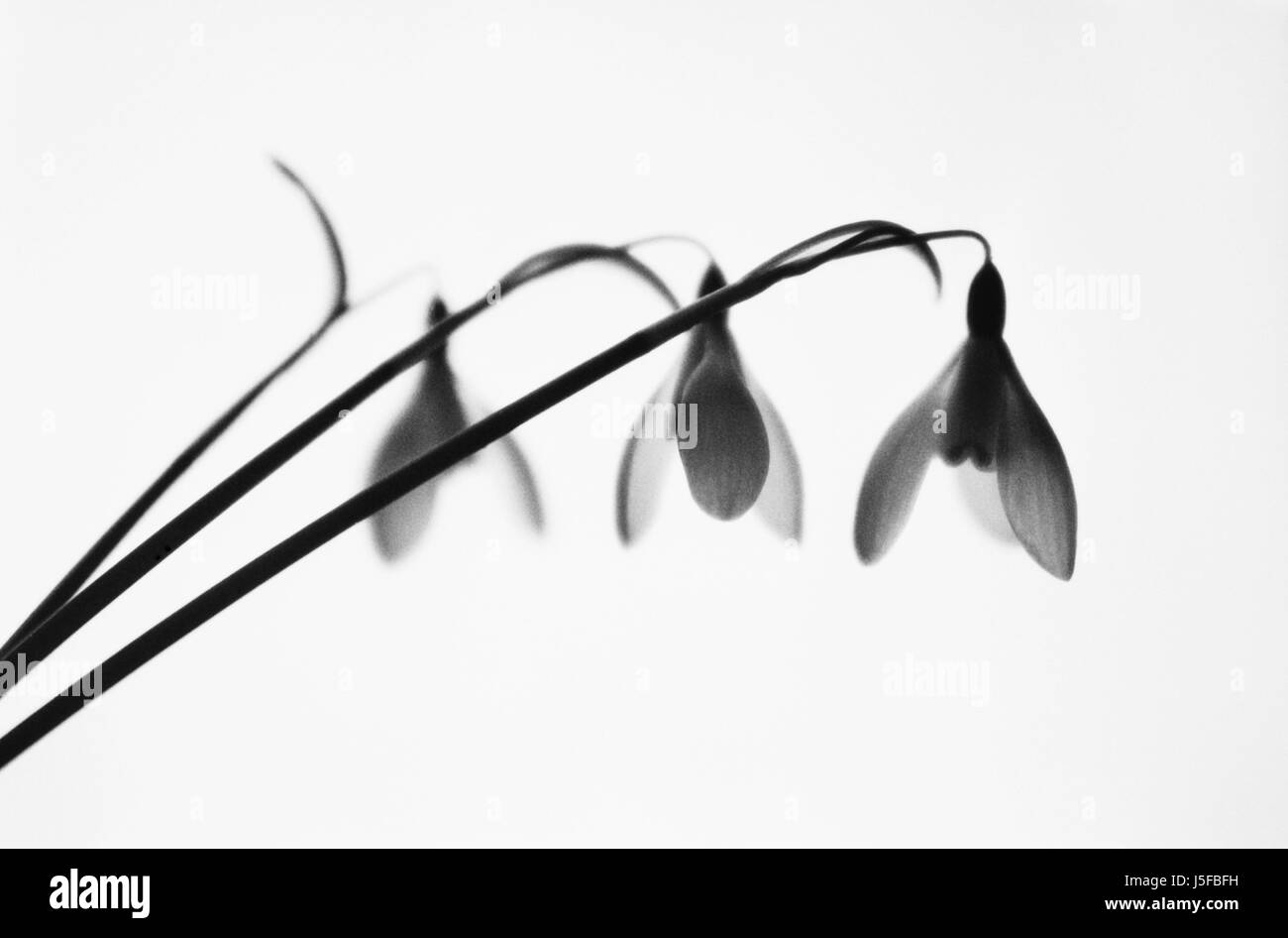 Schneeglöckchen, Galanthus Nivalis, schwarz & weiß Studio gedreht. Stockfoto