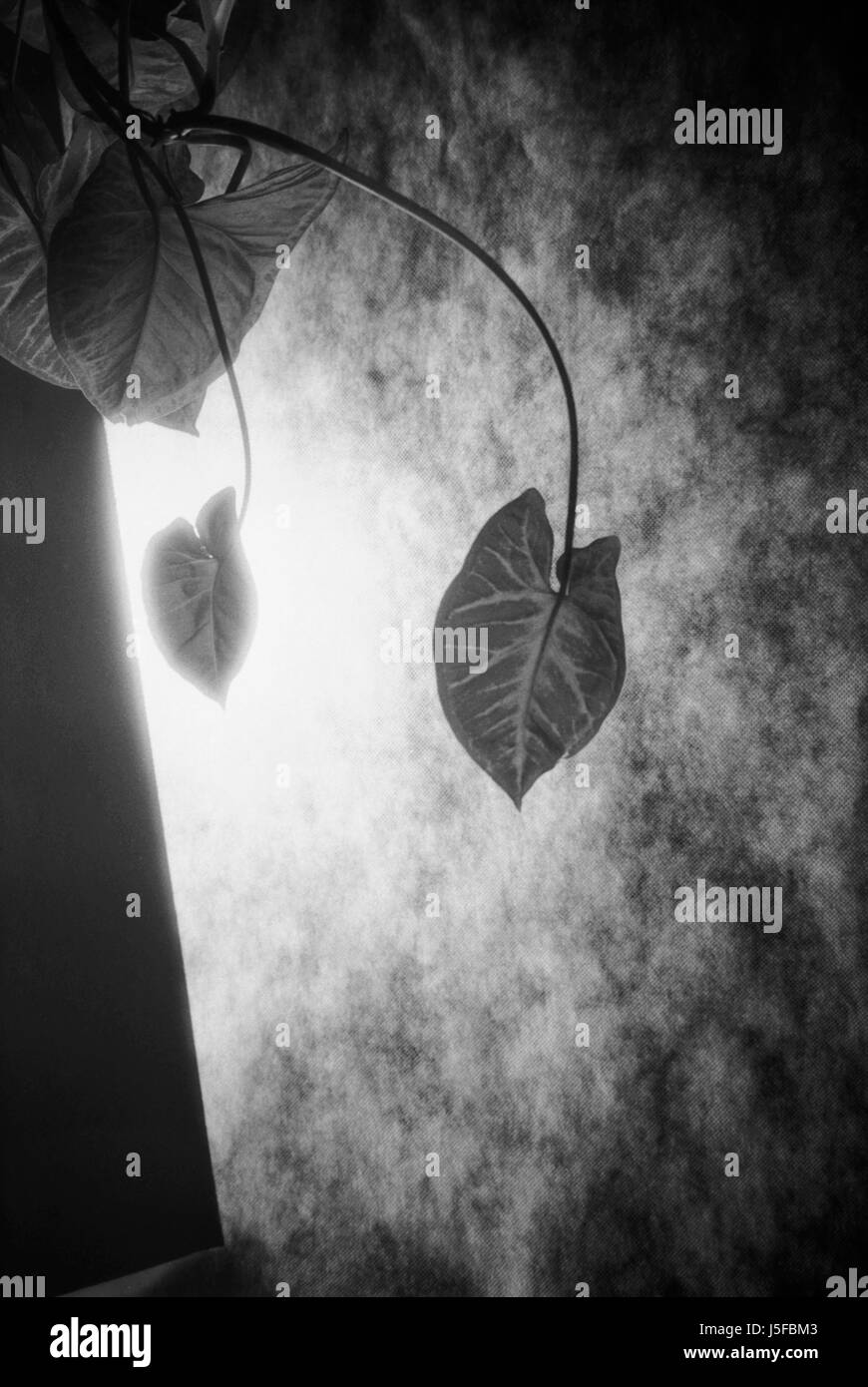 Abstrakt, schwarze & weiße Studioaufnahme von Blättern und Schatten. Stockfoto