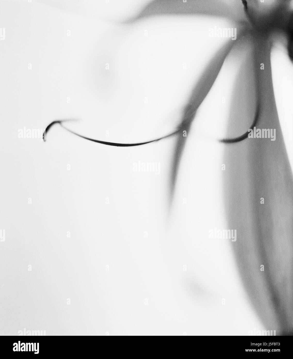 Unbekannte Blume Detail, schwarz & weiß Studio gedreht. Stockfoto