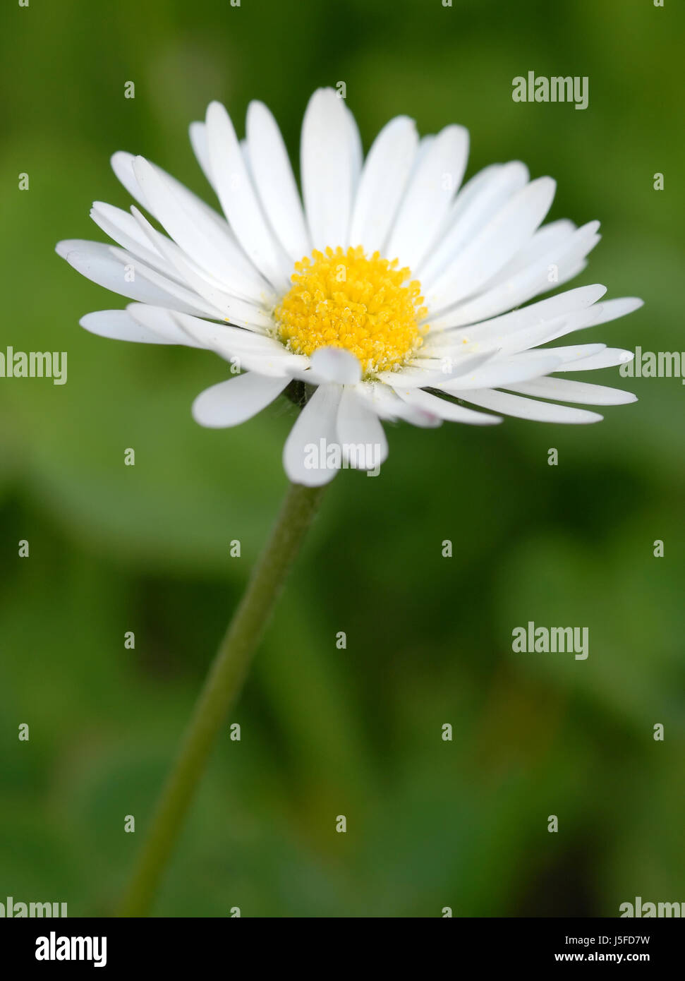 Marguerite im Sommer Stockfoto