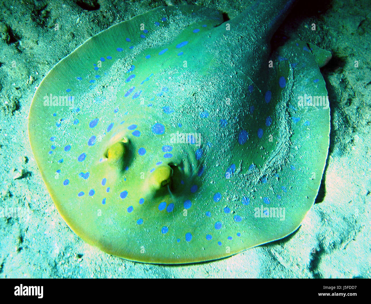 Blaue Punkte Unterwasser Ägypten Stachel Tauchgang Atoll Schnorchel Riff Ruhestätte Salz Stockfoto