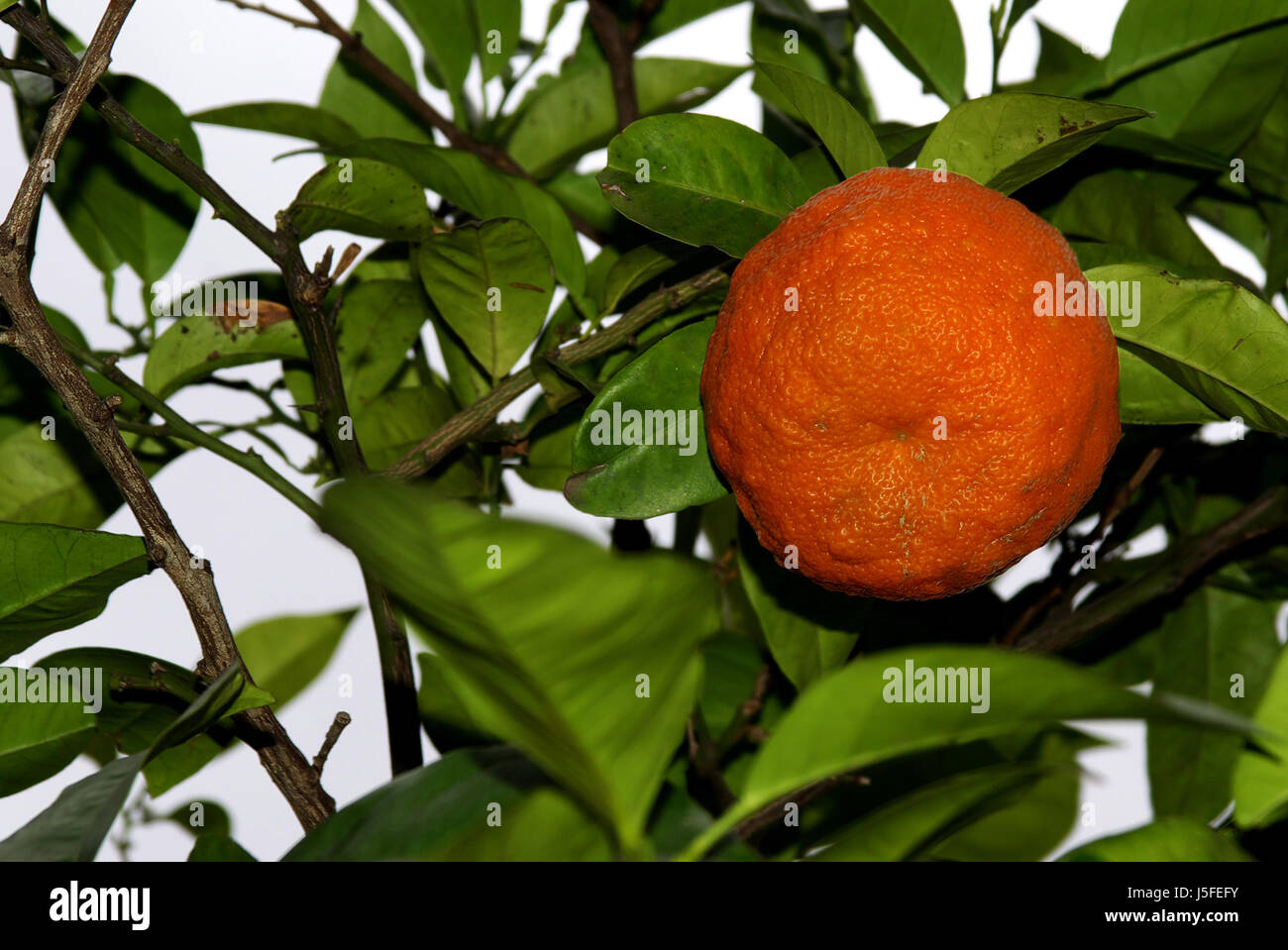 Baum-Europa Mandarine Italien citrus citrus Reticulata Madarinenbaum Clementine Stockfoto