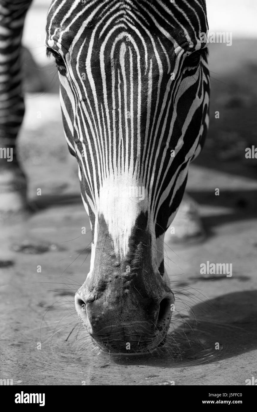 Zebra südwestlich trinken Stockfoto