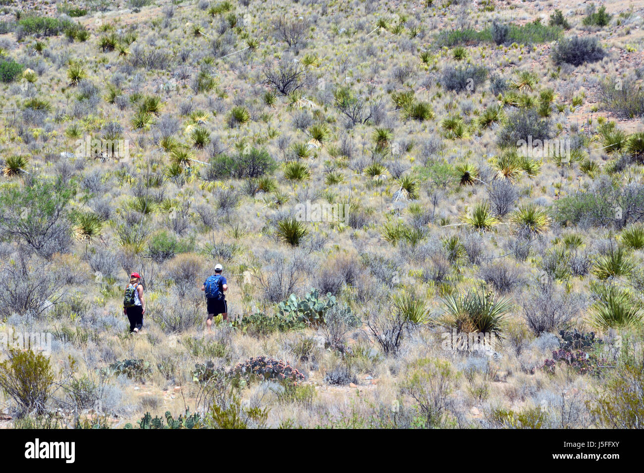 Rucksacktouristen Wanderung auf dem Trail auf Maultier Ohren Frühling im Big Bend National Park in Texas. Stockfoto