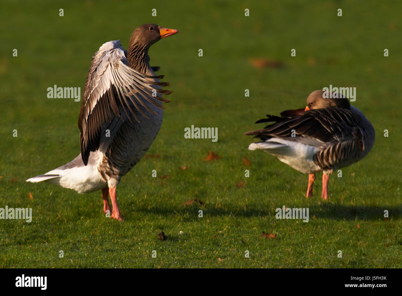 Vogel Vogel Flugel Ausgebreitet Federn Schnabel Wasservogel Ganse Wasservogel Gans Schnabel Stockfotografie Alamy