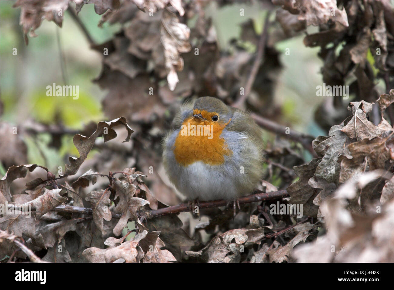 Futter Baum Winter Vogel kalt lässt Vögel Katarrh Einfrieren Wurf Robin warm halten Stockfoto