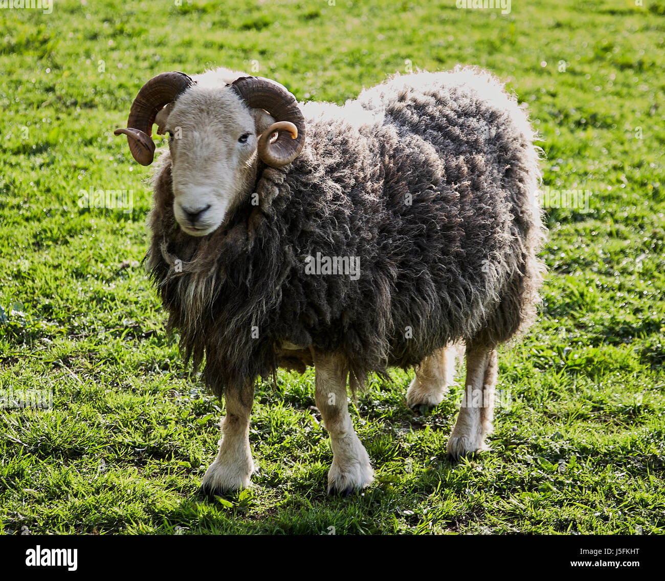 Herdwick Ram - Kopf/Körper Stockfoto