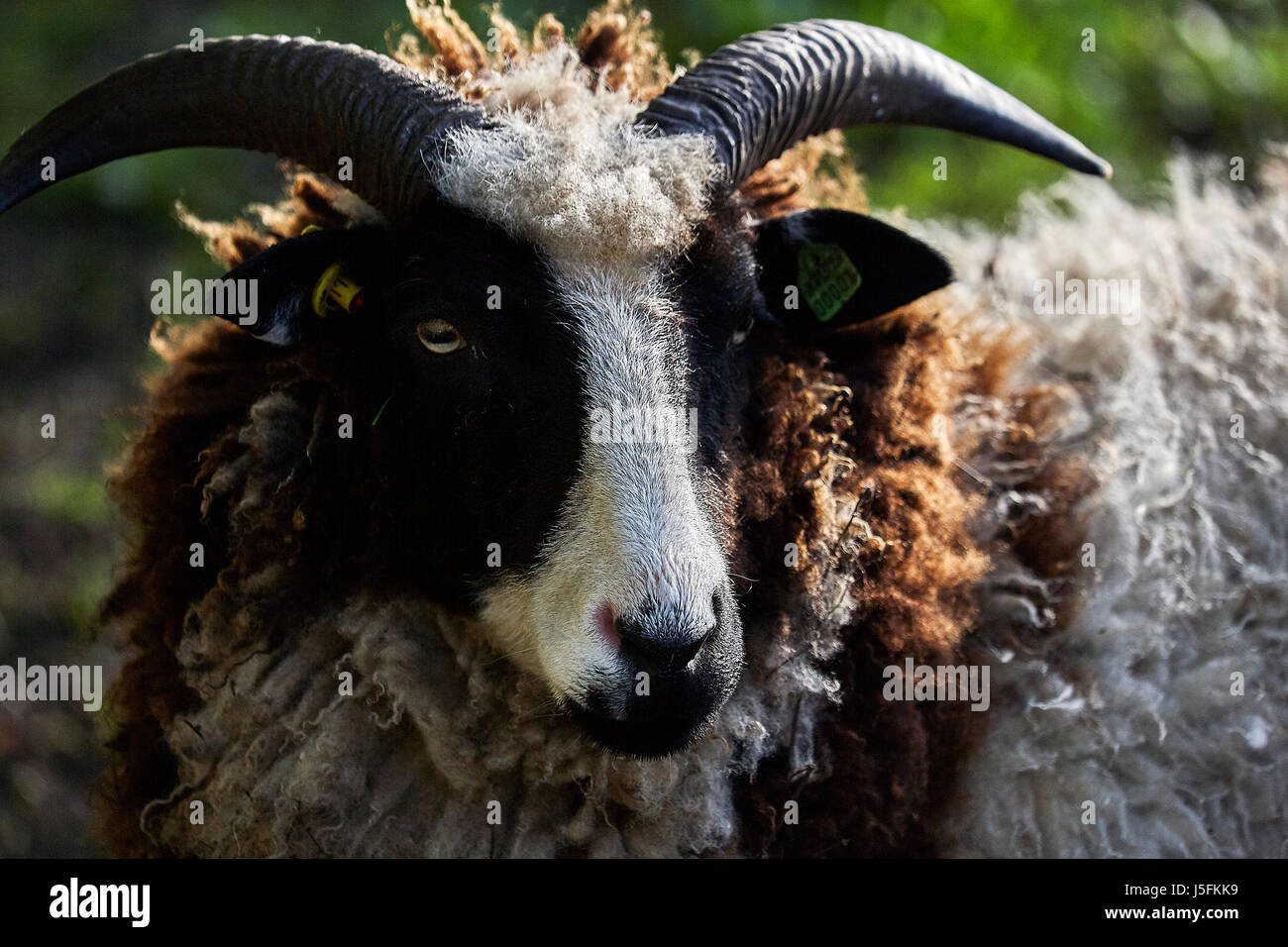 Stammbaum-Schaf-Rassen auf einen Kleinbetrieb North Yorkshire. Stockfoto