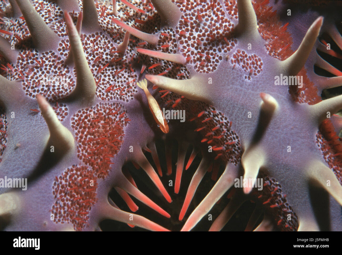 Unterwasser Garnelen Salzwasser Wasser tauchen Fische Seestern Symbiose Parasit Stockfoto