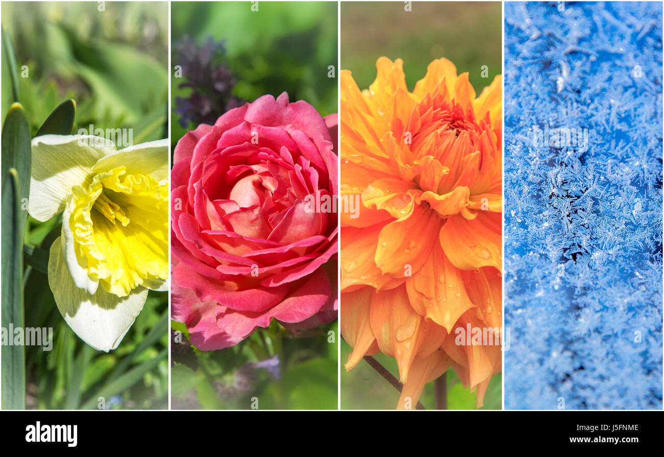 Vier Jahreszeiten: Frühling, Sommer, Herbst und Winter Stockfoto