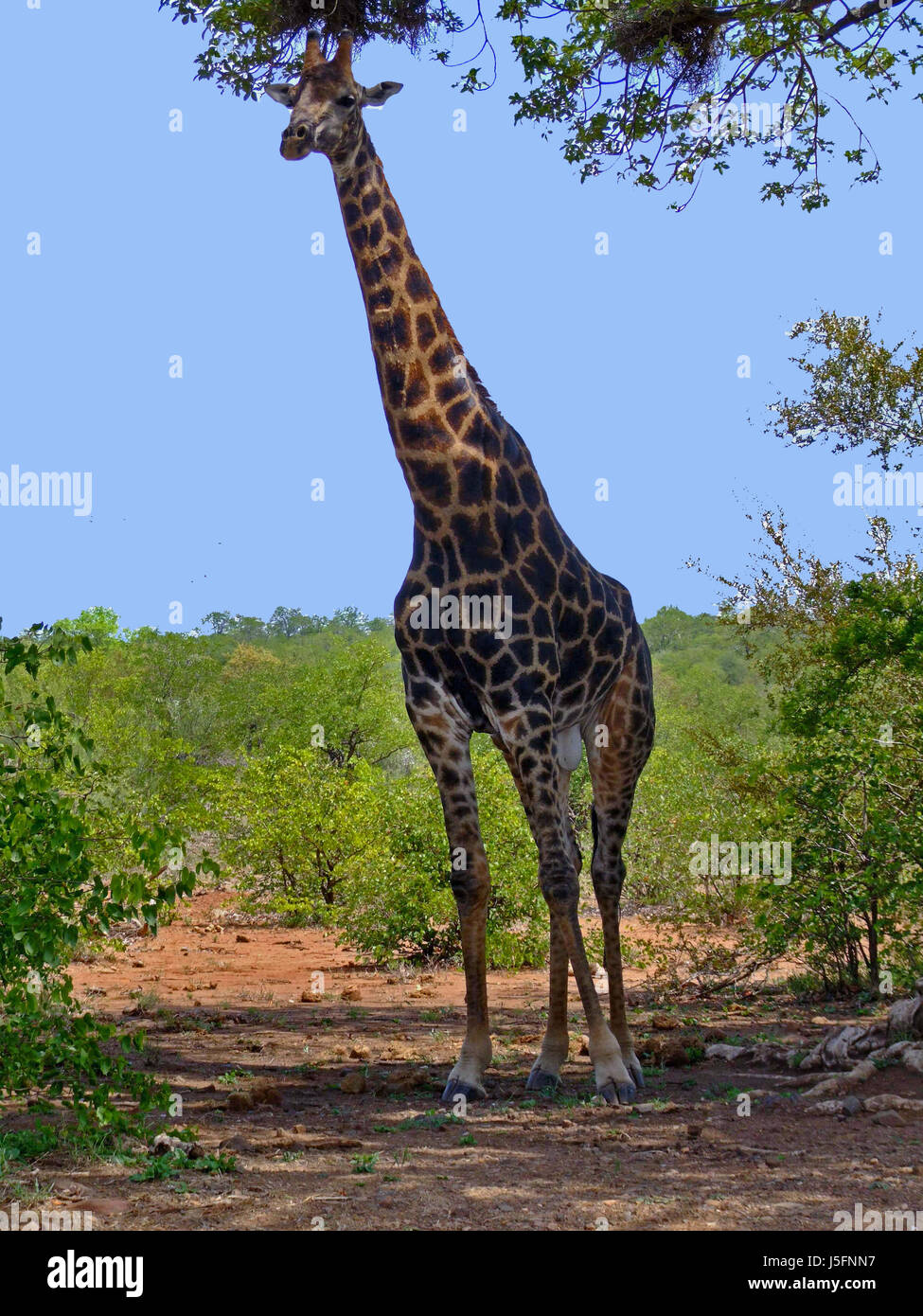 unteren Sonnenschutz Stockfoto