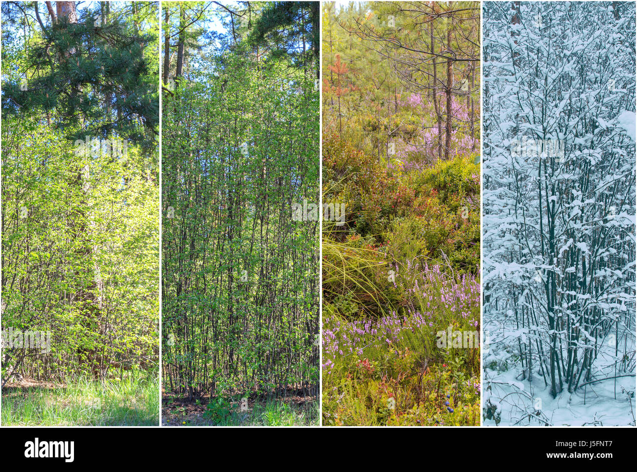 Vier Jahreszeiten: Frühling, Sommer, Herbst und Winter Stockfoto