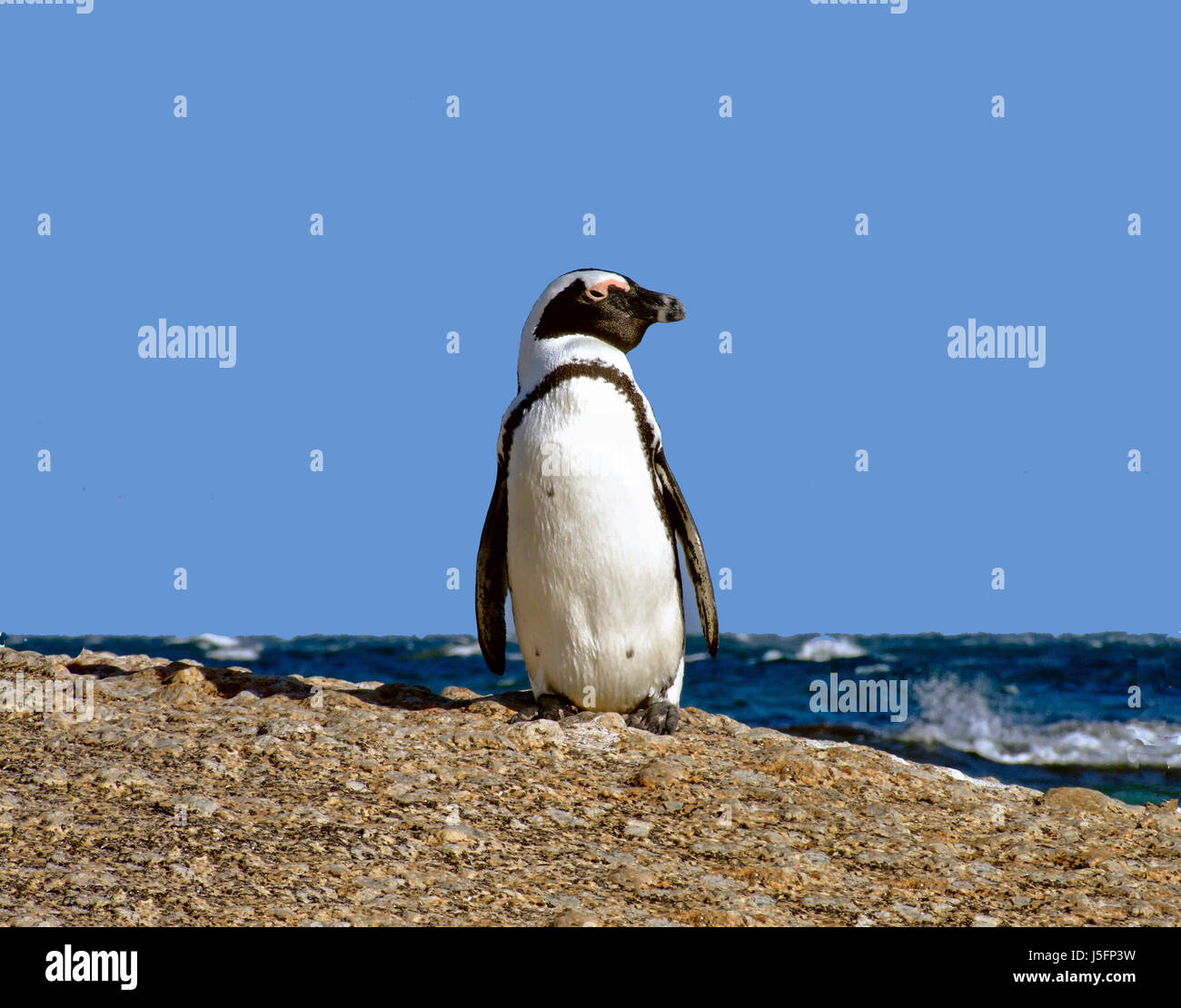 Tiere Pinguine kleine winzige kleine kurze Kolonie Schnabel Südafrika Surf Bänder Stockfoto