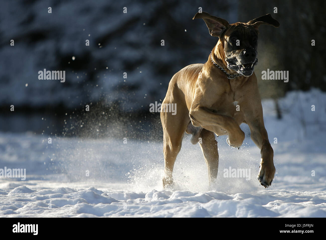 snowdancer Stockfoto