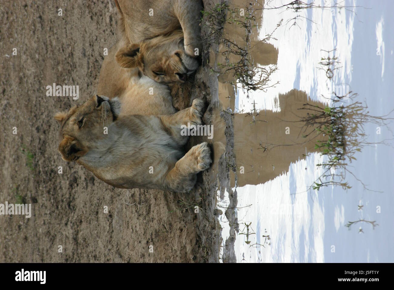 Afrika Löwe Katze Raubkatze Raubkatze Spiegelung Schlaf schlafen Tierwelt Stockfoto