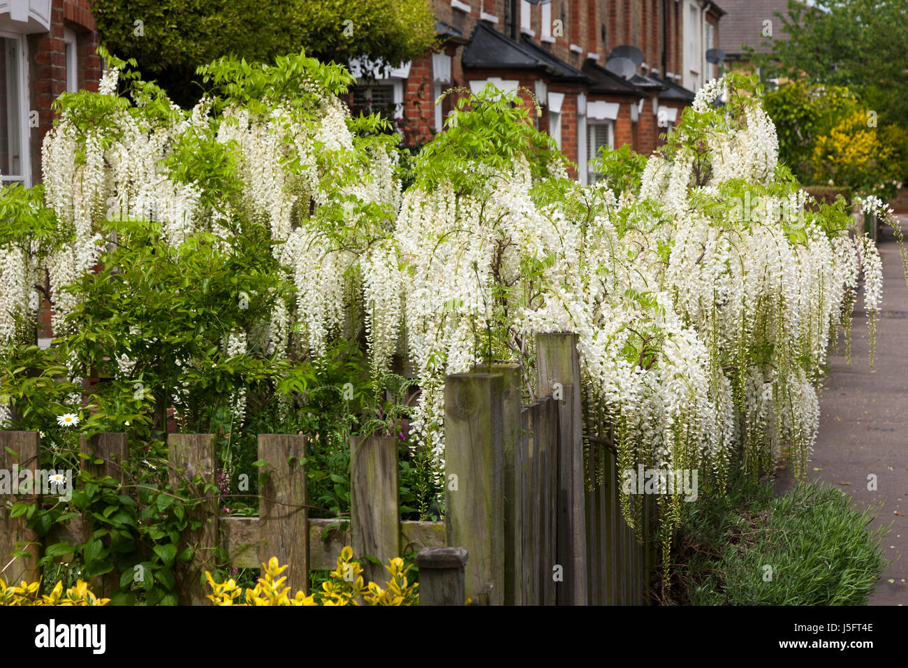 Weie Blauregen Blte / in voller Blte auf einem suburban viktorianischen  oder edwardianischen Haus Gartenzaun / Wand. (87 Stockfotografie - Alamy