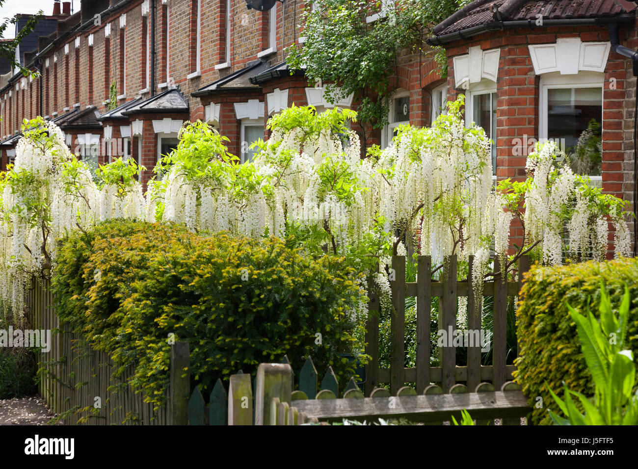 Weie Blauregen Blte / in voller Blte auf einem viktorianischen oder  edwardianischen Vorstadthaus Gartenmauer. (87 Stockfotografie - Alamy