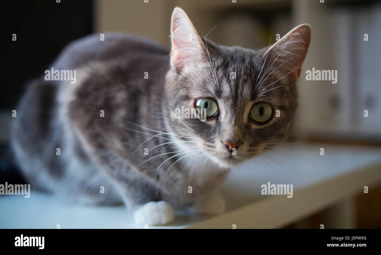 Eine süße Katze mit riesigen Augen verleiht der Kamera einen besorgten Blick Stockfoto